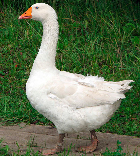 <span style="font-weight: bold;">Гусь Италия<br></span>