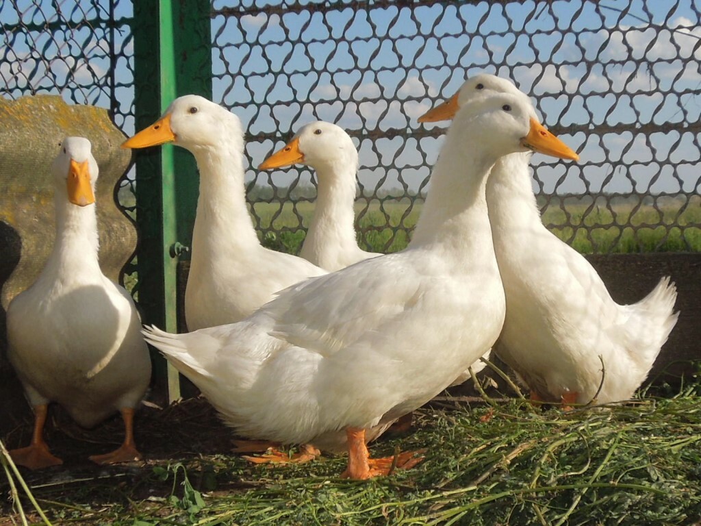 Бройлерная утка черри-велли<br>