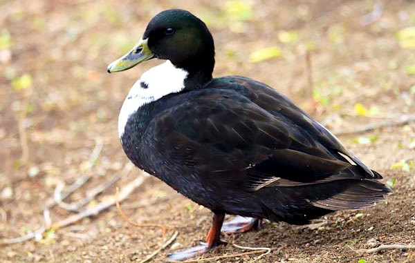 Черная белогрудая утка <br>