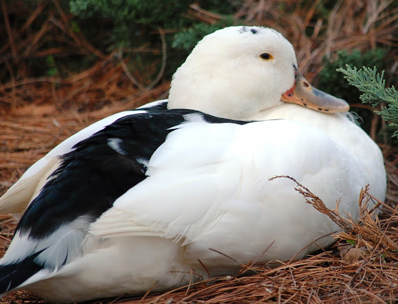 Утка Мулард <br>