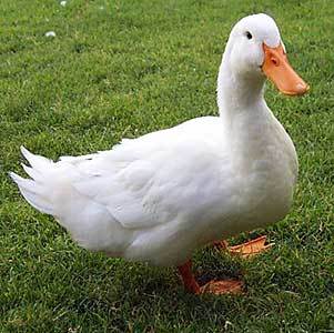 Пекинская утка<br>