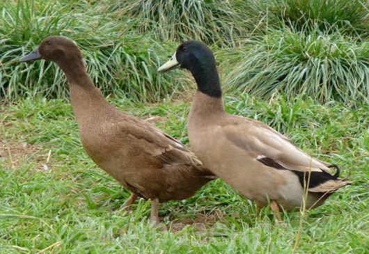 Утка хаки <br>