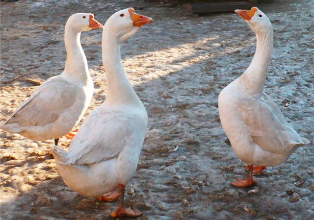 <span style="font-weight: bold;">Линдовский гусь<br></span>